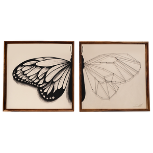 Set cuadros metamorfosis